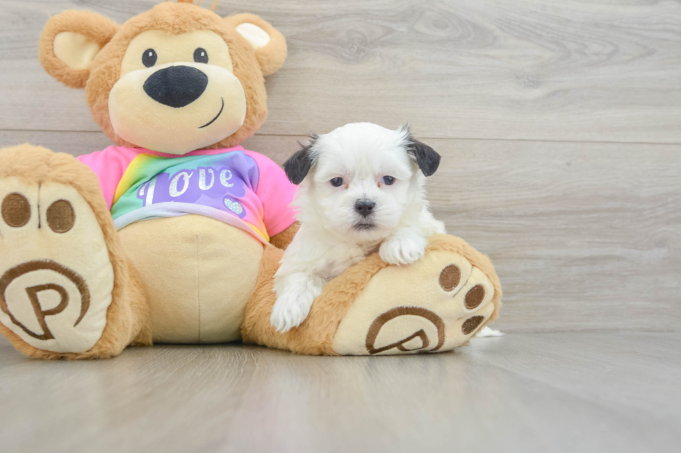 Teddy Bear Puppy for Adoption