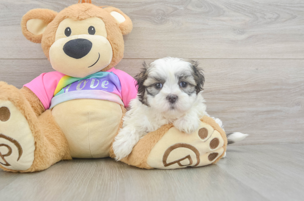 6 week old Teddy Bear Puppy For Sale - Lone Star Pups