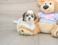 9 week old Teddy Bear Puppy For Sale - Lone Star Pups