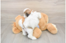 Teddy Bear Puppy for Adoption