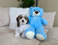 10 week old Teddy Bear Puppy For Sale - Lone Star Pups