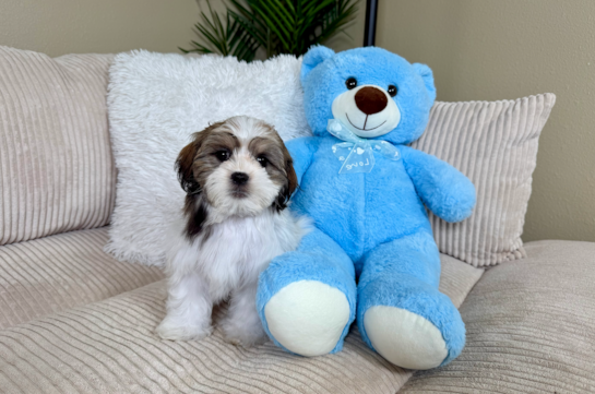 Cute Teddy Bear Designer Pup