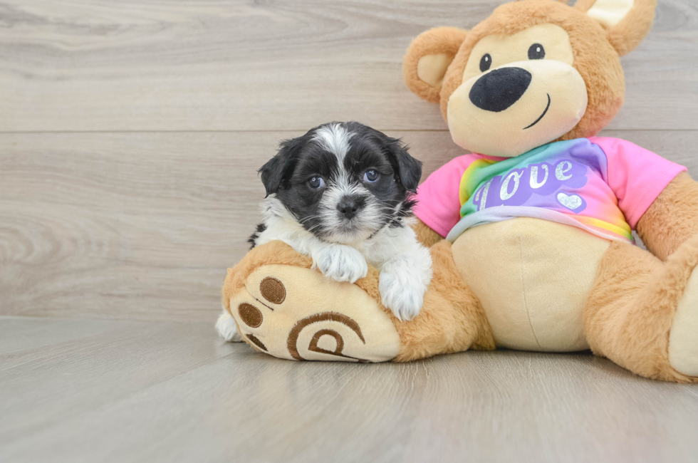 5 week old Teddy Bear Puppy For Sale - Lone Star Pups