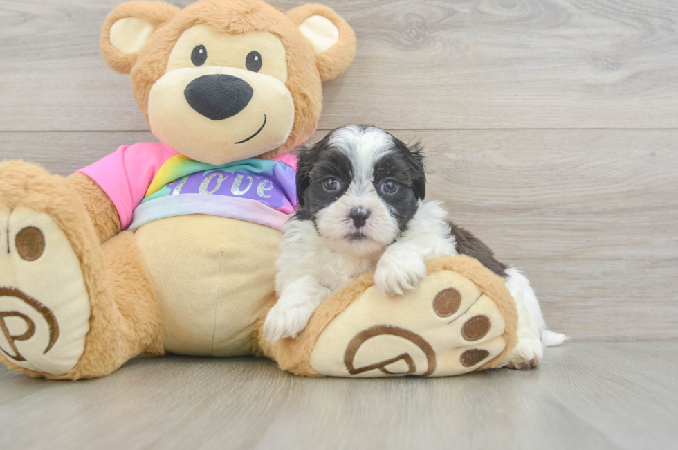 6 week old Teddy Bear Puppy For Sale - Lone Star Pups