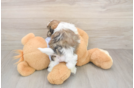 Best Teddy Bear Baby
