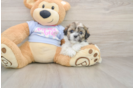 Teddy Bear Puppy for Adoption