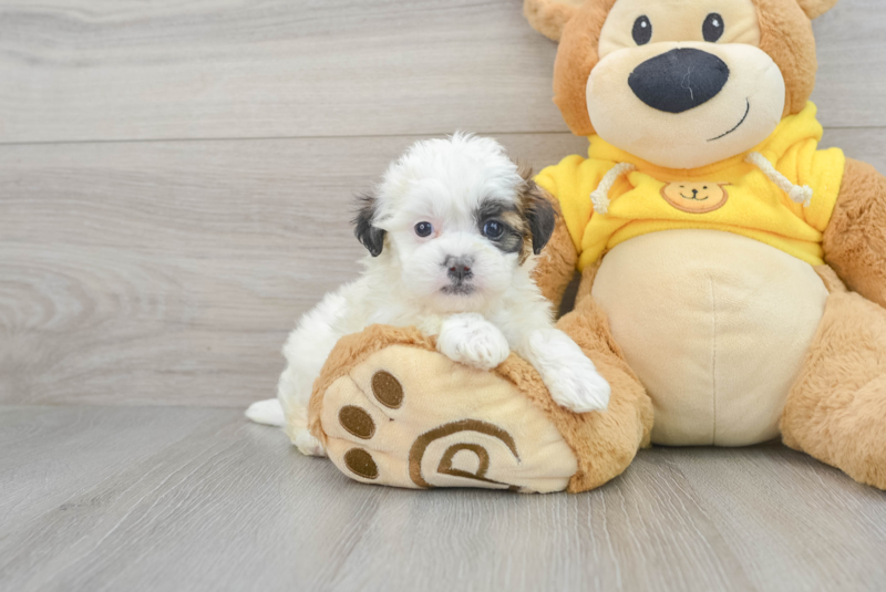 Meet Arielle - our Teddy Bear Puppy Photo 1/3 - Lone Star Pups