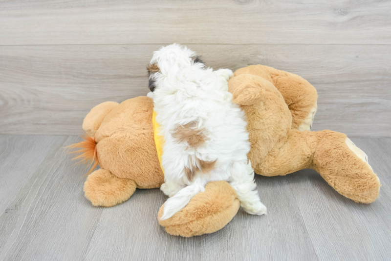 Meet Arielle - our Teddy Bear Puppy Photo 2/3 - Lone Star Pups