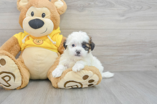 Teddy Bear Puppy for Adoption