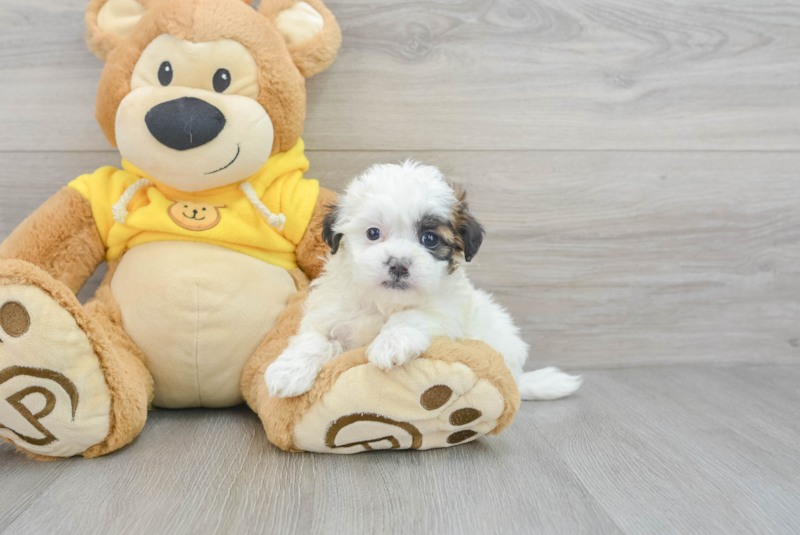 Meet Arielle - our Teddy Bear Puppy Photo 3/3 - Lone Star Pups