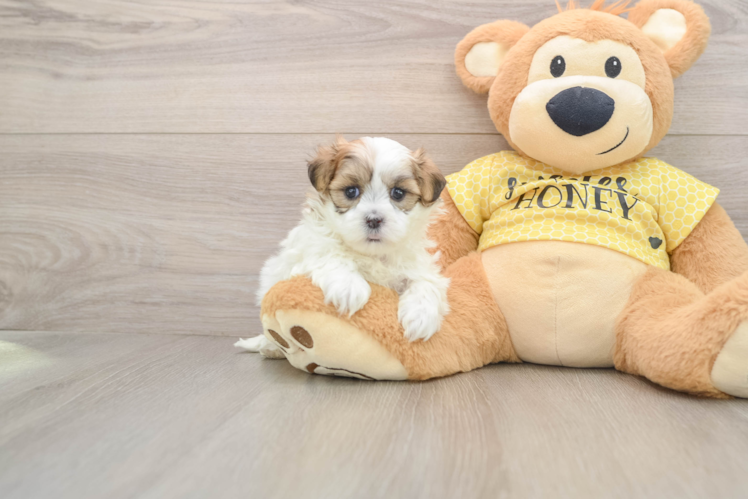 Funny Teddy Bear Designer Pup
