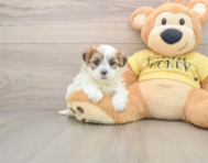 5 week old Teddy Bear Puppy For Sale - Lone Star Pups