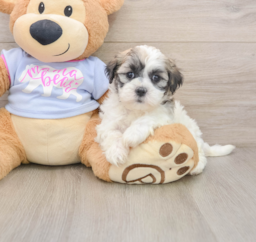 7 week old Teddy Bear Puppy For Sale - Lone Star Pups