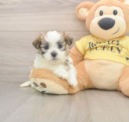 9 week old Teddy Bear Puppy For Sale - Lone Star Pups