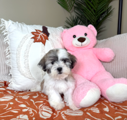 9 week old Teddy Bear Puppy For Sale - Lone Star Pups