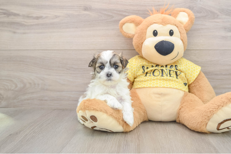 Hypoallergenic Shichon Designer Puppy