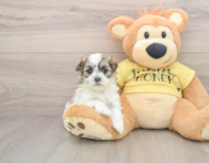 5 week old Teddy Bear Puppy For Sale - Lone Star Pups