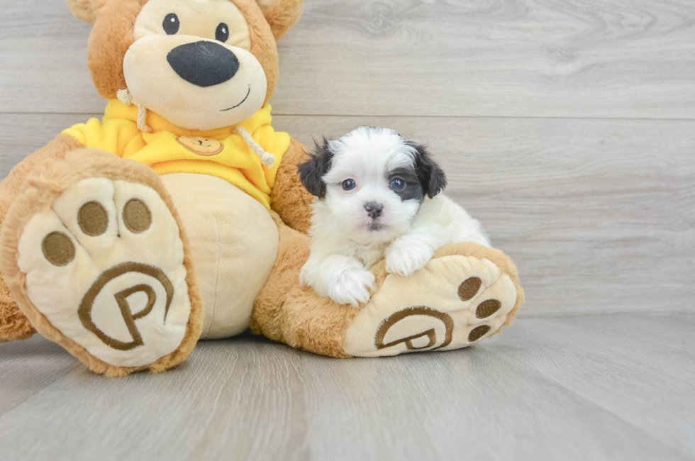 6 week old Teddy Bear Puppy For Sale - Lone Star Pups