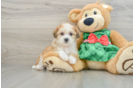 Popular Teddy Bear Designer Pup