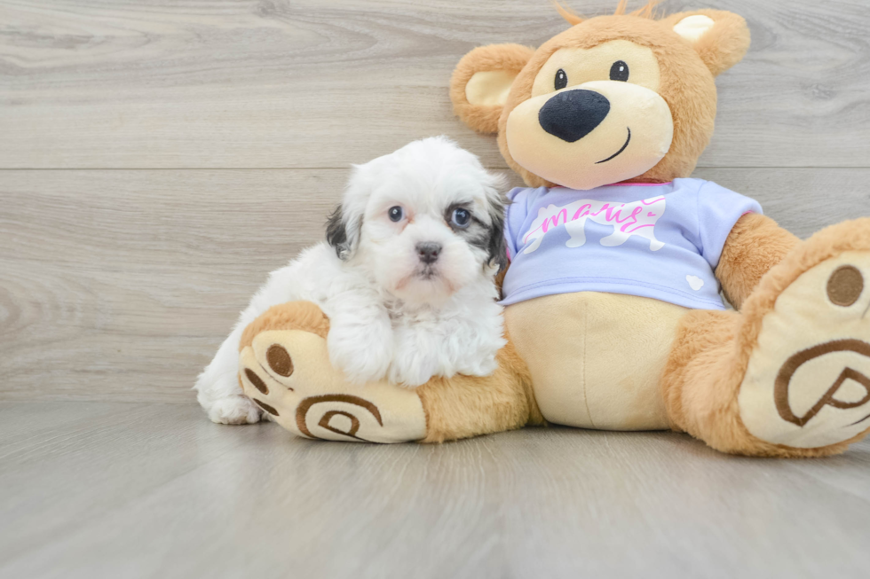 Best Teddy Bear Baby
