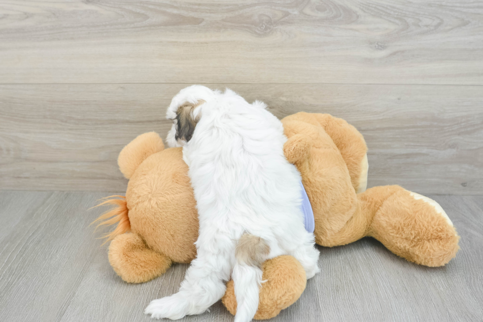 Popular Teddy Bear Designer Pup