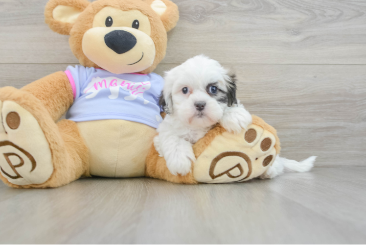 Teddy Bear Puppy for Adoption