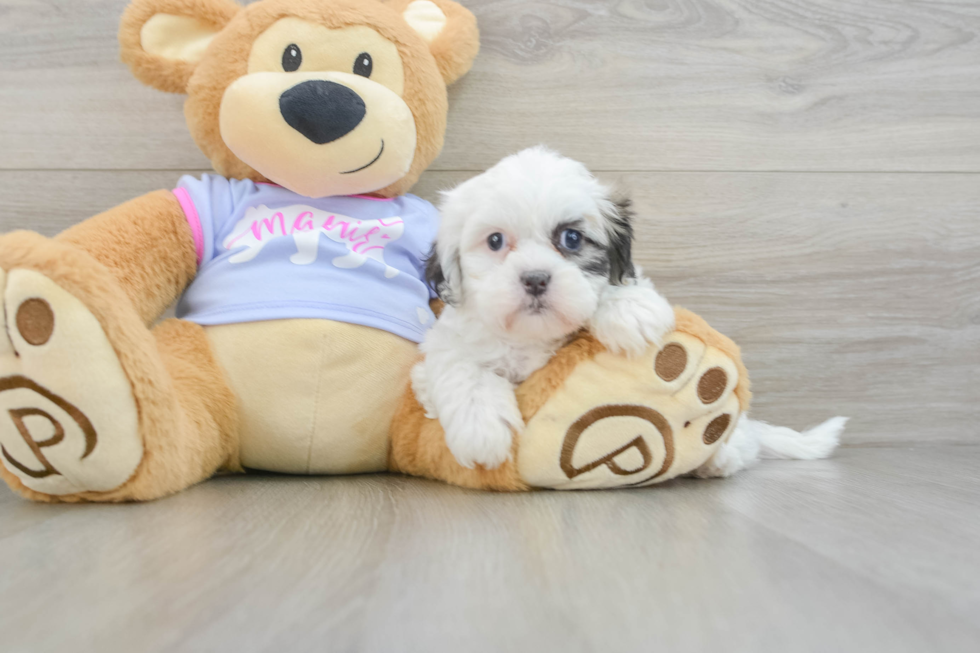 Teddy Bear Puppy for Adoption