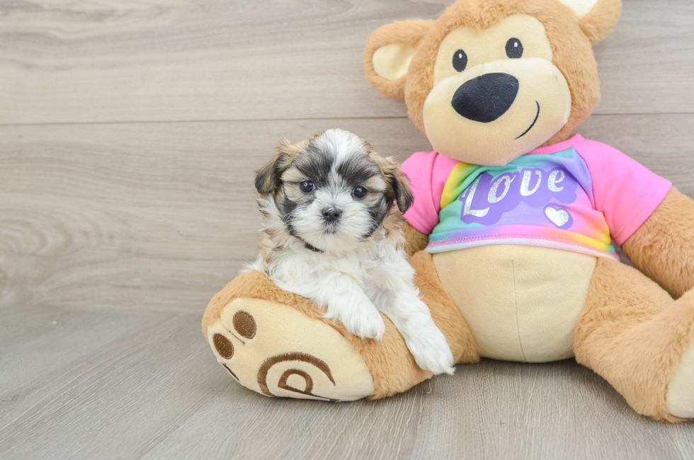 5 week old Teddy Bear Puppy For Sale - Lone Star Pups
