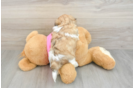 Teddy Bear Puppy for Adoption