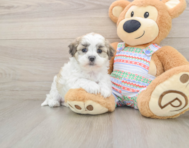 5 week old Teddy Bear Puppy For Sale - Lone Star Pups