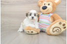 Teddy Bear Puppy for Adoption