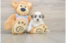 Best Teddy Bear Baby
