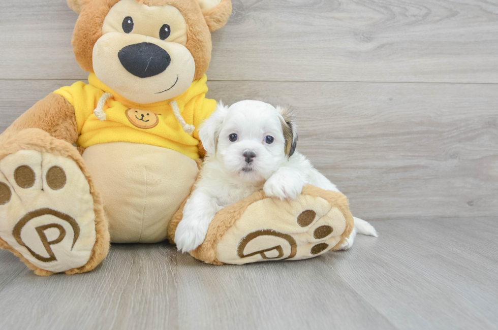 6 week old Teddy Bear Puppy For Sale - Lone Star Pups