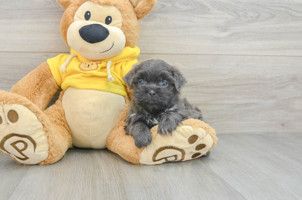 5 week old Teddy Bear Puppy For Sale - Lone Star Pups