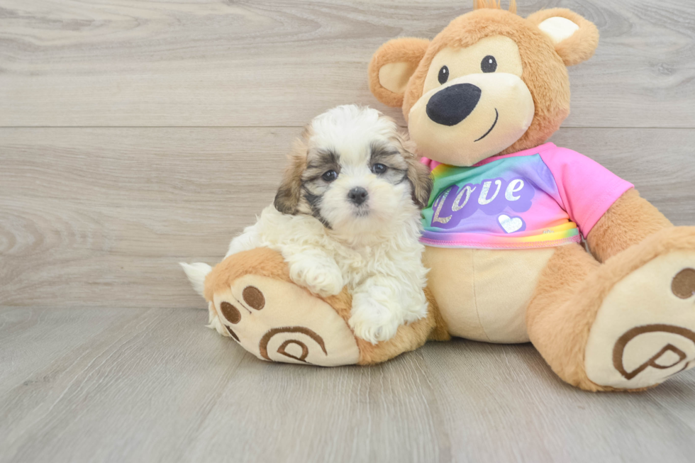 Smart Teddy Bear Designer Pup