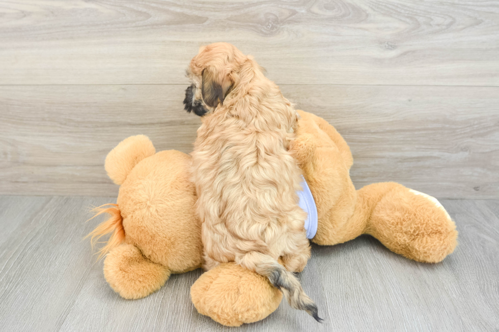 Smart Teddy Bear Designer Pup