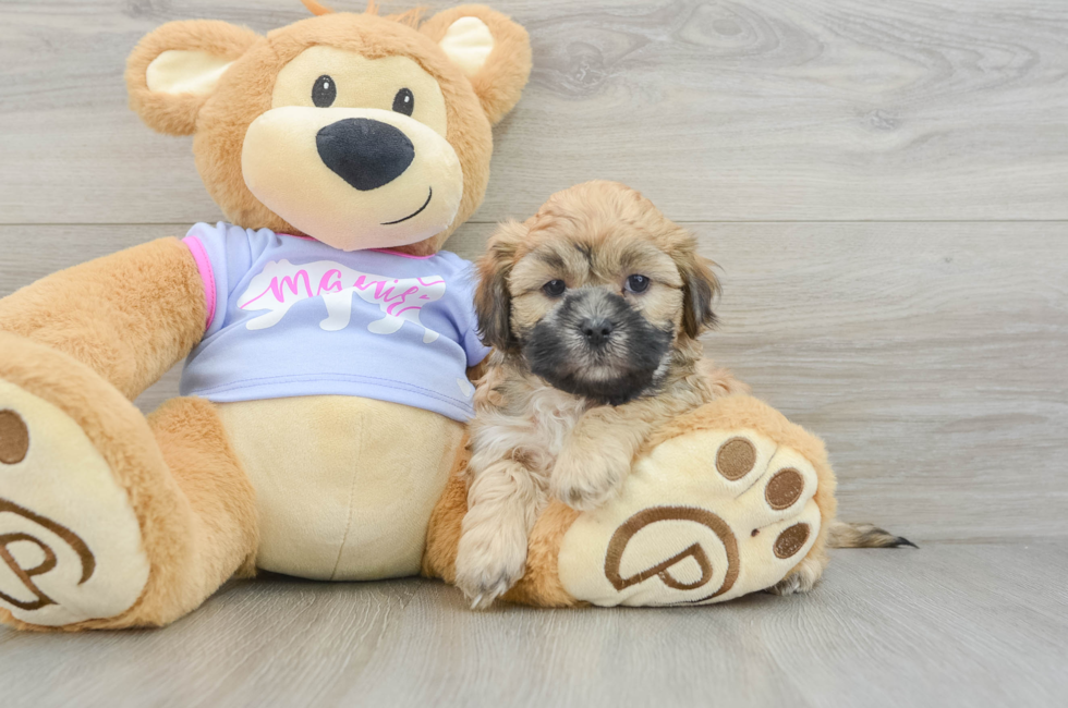 7 week old Teddy Bear Puppy For Sale - Lone Star Pups