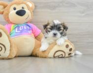 6 week old Teddy Bear Puppy For Sale - Lone Star Pups