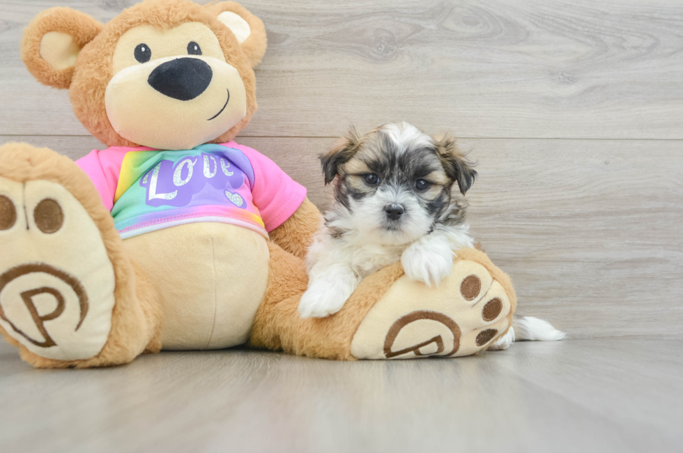 5 week old Teddy Bear Puppy For Sale - Lone Star Pups