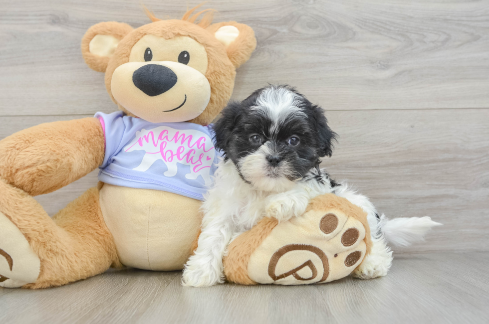 6 week old Teddy Bear Puppy For Sale - Lone Star Pups
