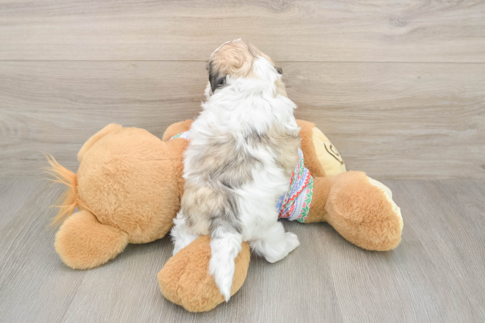 Petite Teddy Bear Designer Pup