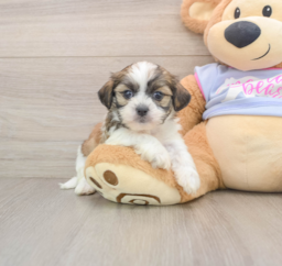 5 week old Teddy Bear Puppy For Sale - Lone Star Pups