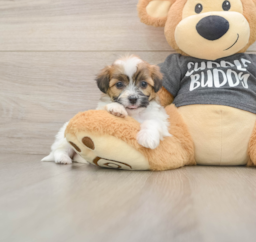 7 week old Teddy Bear Puppy For Sale - Lone Star Pups