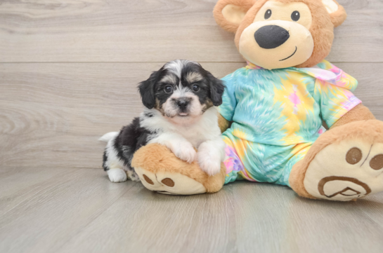 BART, a Teddy Bear littermate