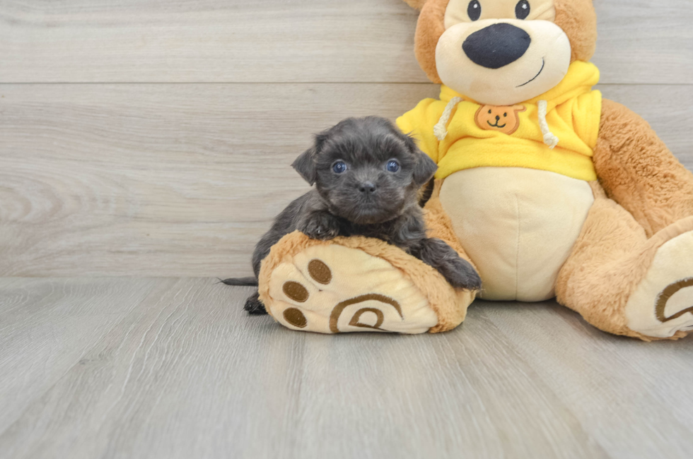 5 week old Teddy Bear Puppy For Sale - Lone Star Pups