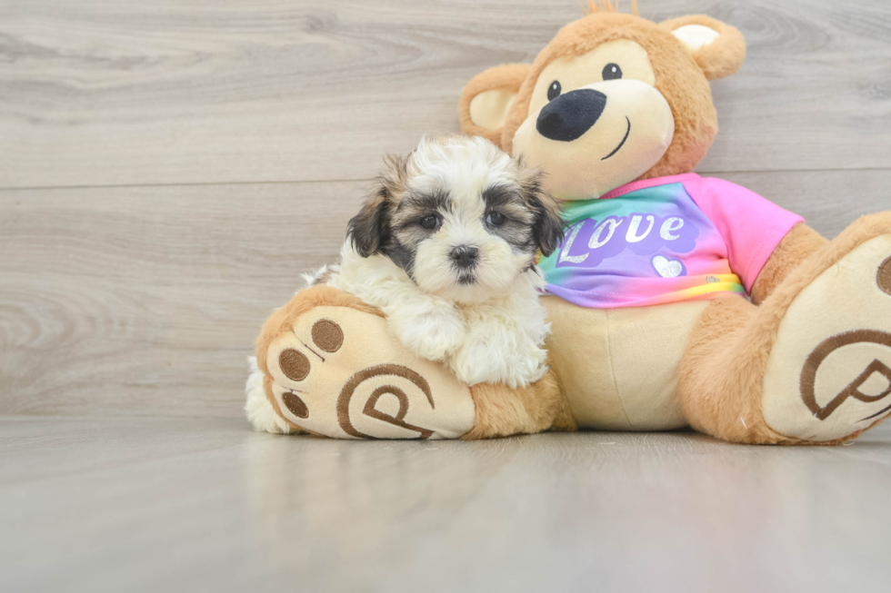 Teddy Bear Puppy for Adoption