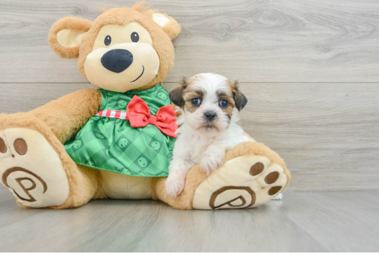 Teddy Bear Puppy for Adoption