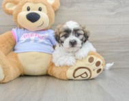 8 week old Teddy Bear Puppy For Sale - Lone Star Pups