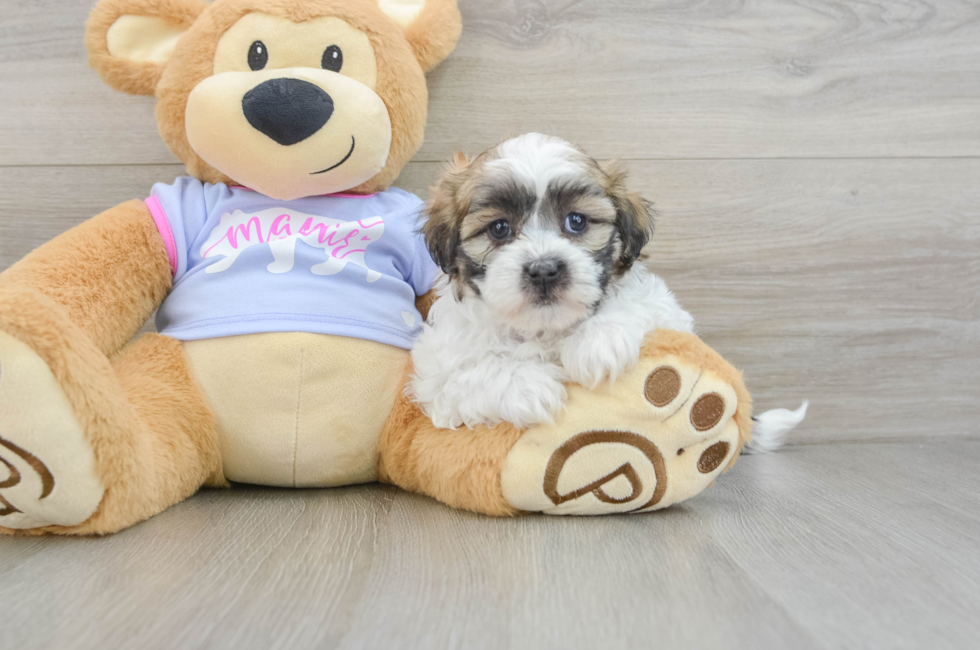 7 week old Teddy Bear Puppy For Sale - Lone Star Pups