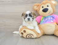 6 week old Teddy Bear Puppy For Sale - Lone Star Pups